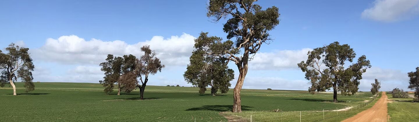 Trees